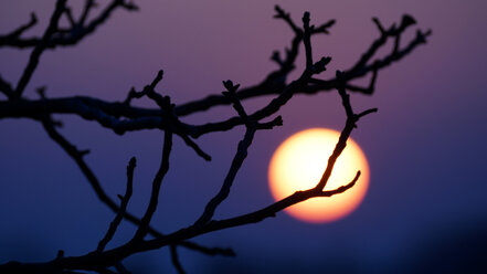 Bare branches in front of sunset - HOHF001333