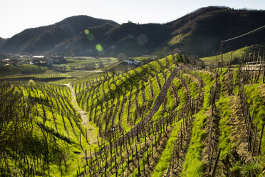 Italien, Treviso, Blick von der Strada del Prosecco auf Hügel mit Weinstöcken in der Morgendämmerung - FCF000651