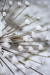 Blüten von Bärenhosen im Schnee - AXF000752