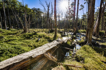 Argentinien, Patagonien, Nationalpark Tierra del Fuego, Bäume im Feuchtgebiet - STSF000779