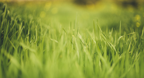 Grass stock photo