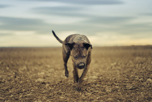 Ein Boxerhund läuft auf Sand - JPF000039