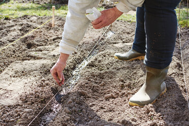 Frau sät Gartenerbsen in einer Reihe - HAW000769