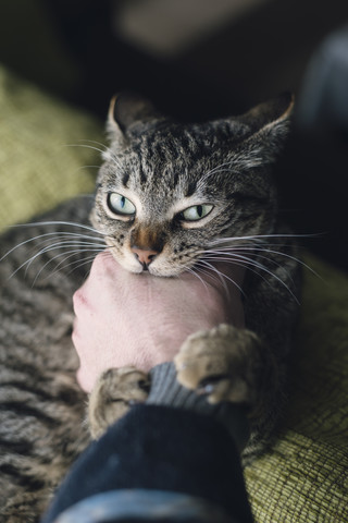 Getigerte Katze beißt Hand ihres Besitzers, lizenzfreies Stockfoto