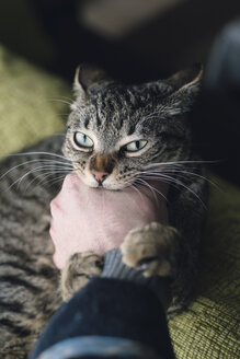 Getigerte Katze beißt Hand ihres Besitzers - RAEF000129