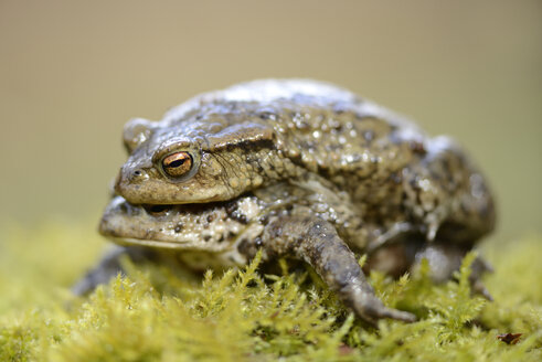 Erdkröten, Bufo bufo, Paarung - MJOF000968