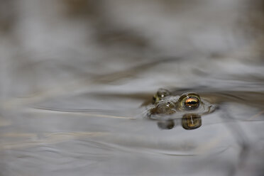 Common toad, Bufo bufo, in water - MJOF000970