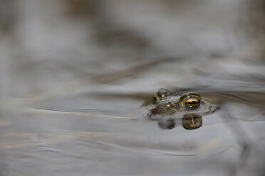 Erdkröte, Bufo bufo, im Wasser - MJOF000970