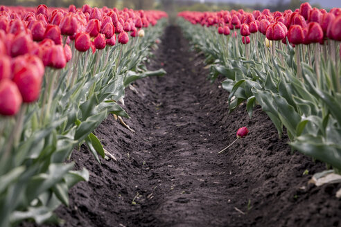 Deutschland, Magdeburg Boerde, Durchgang in einem roten Tulpenfeld - ASCF000121