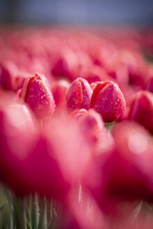 Red tulip field - ASCF000122