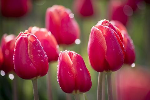 Feuchte rote Tulpen, lizenzfreies Stockfoto