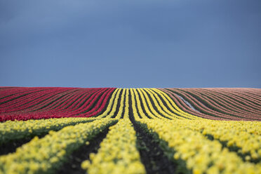 Deutschland, Magdeburg Boerde, Tulpenfelder vor blauem Himmel - ASCF000125