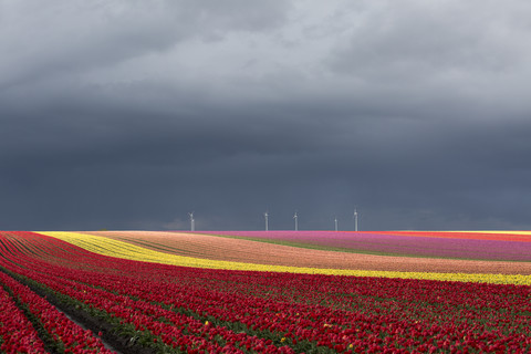 Germany, Magdeburg Boerde, tulip fields and wind wheels in front of stormy sky stock photo