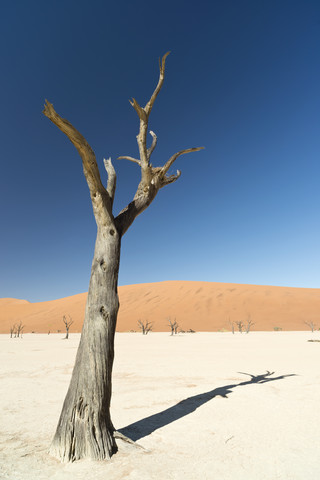 Namibia, Namib-Wüste, Namib Naukluft Park, Sossusvlei, Deadvlei, lizenzfreies Stockfoto