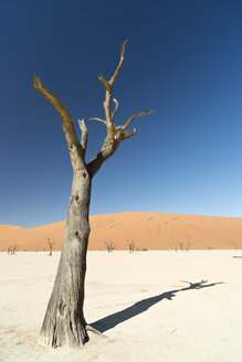 Namibia, Namib Desert, Namib Naukluft Park, Sossusvlei, Deadvlei - CLPF000098