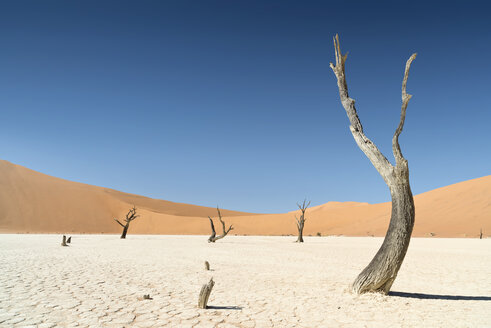 Namibia, Namib Desert, Namib Naukluft Park, Sossusvlei, Deadvlei - CLPF000099