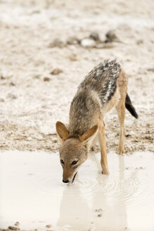 Namibia, Etosha National Park, Jakal, canis adustus, drinking at waterhole - CLPF000115