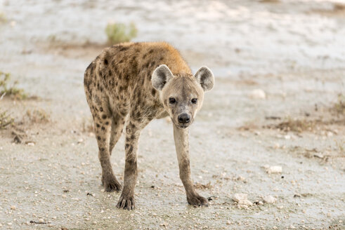 Namibia, Etosha National Park, Spotted hyaena, crocuta crocuta - CLPF000116