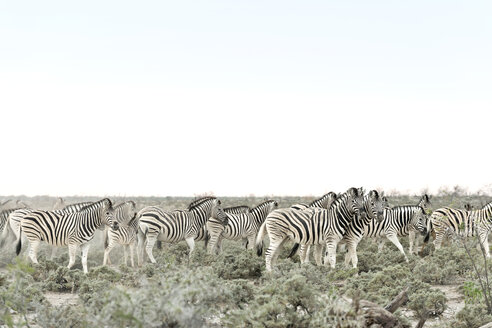 Namibia, Etosha National Park, Burchell's zebras, equus quagga burchellii - CLPF000117