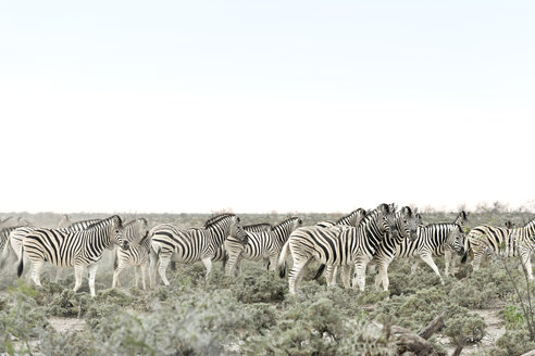 Namibia, Etosha-Nationalpark, Burchell-Zebras, equus quagga burchellii - CLPF000117