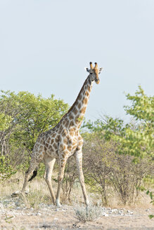 Namibia, Etosha-Nationalpark, Giraffe bei Bäumen stehend - CLPF000122