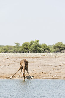 Namibia, Etosha National Park, Giraffe drinking at waterhole - CLPF000123