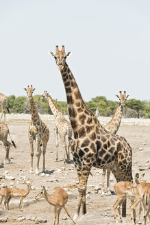 Namibia, Etosha-Nationalpark, Giraffen und Impalas - CLPF000124