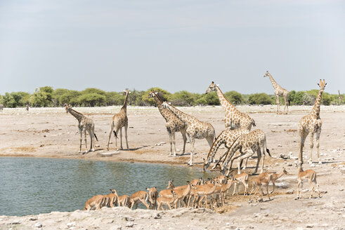 Namibia, Etosha National Park, Giraffes and impalas at waterhole - CLPF000125