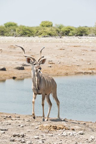 Namibia, Etosha-Nationalpark, Großer Kudubulle am Wasserloch, lizenzfreies Stockfoto