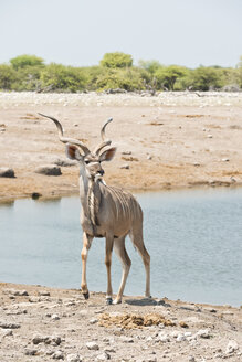 Namibia, Etosha-Nationalpark, Großer Kudubulle am Wasserloch - CLPF000126
