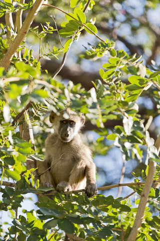 Botswana, Chobe-Nationalpark, Pavian sitzt im Baum, lizenzfreies Stockfoto