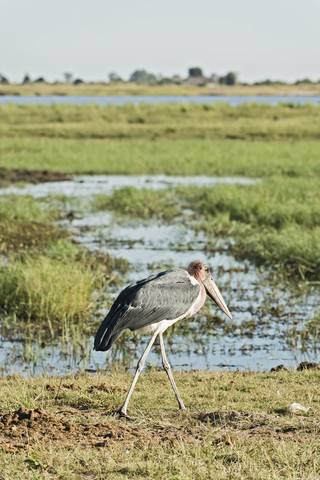 Botswana, Chobe-Nationalpark, Marabu am Chobe-Fluss, lizenzfreies Stockfoto