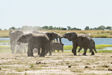 Botswana, Chobe-Nationalpark, Afrikanische Elefanten am Chobe-Fluss - CLPF000129