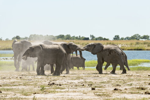 Botswana, Chobe-Nationalpark, Afrikanische Elefanten am Chobe-Fluss - CLPF000129