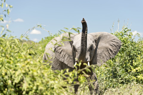 Botswana, Chobe National Park, Arfican elephants standing in bush stock photo