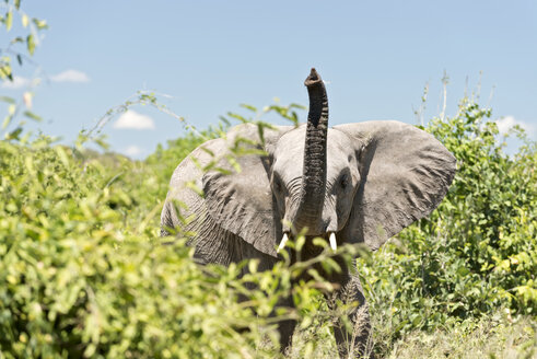 Botswana, Chobe National Park, Arfican elephants standing in bush - CLPF000130