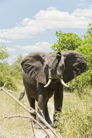 Botswana, Chobe-Nationalpark, Elefanten im Busch stehend, lizenzfreies Stockfoto