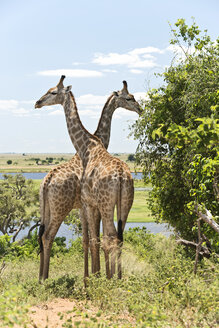 Botswana, Chobe National Park, Giraffes standing by trees - CLPF000132