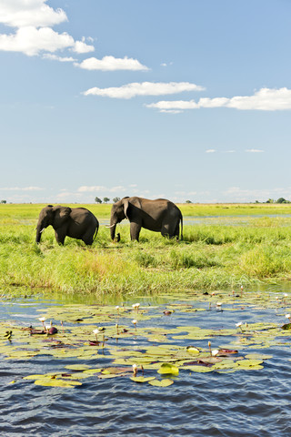 Botswana, Chobe-Nationalpark, Afrikanische Elefanten am Chobe-Fluss, lizenzfreies Stockfoto