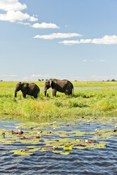 Botswana, Chobe-Nationalpark, Afrikanische Elefanten am Chobe-Fluss - CLPF000134