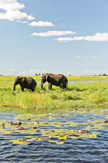 Botswana, Chobe National Park, African elephants at Chobe River - CLPF000134