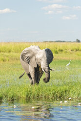 Botswana, Chobe-Nationalpark, Afrikanischer Elefant am Chobe-Fluss - CLPF000135