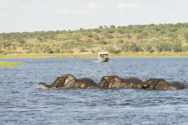 Botswana, Chobe-Nationalpark, Afrikanische Elefanten am Chobe-Fluss - CLPF000136