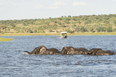Botswana, Chobe National Park, African elephants at Chobe River - CLPF000136