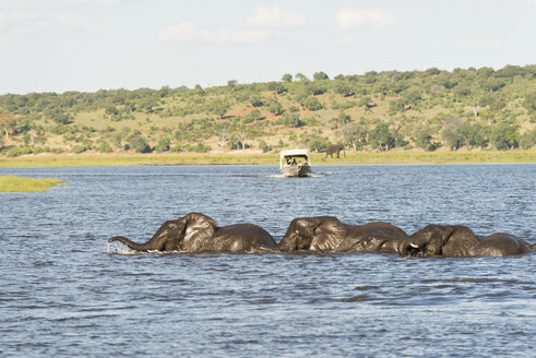 Botswana, Chobe-Nationalpark, Afrikanische Elefanten am Chobe-Fluss - CLPF000136