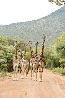 South Africa, Limpopo, Marakele National Park, Group of giraffes standing in road - CLPF000113