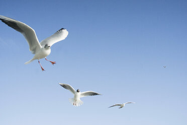 Fliegende Möwen vor blauem Himmel - RIBF000009