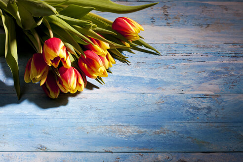 Blumenstrauß aus Tulpen auf blauem Holz - CSF025355