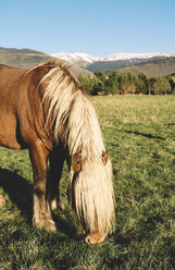 Pferd auf einer Weide in den Pyrenäen - GEMF000206