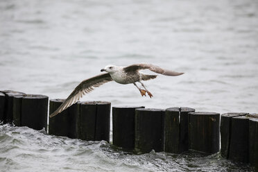 Germany, Fischland Darss Zingst, flying seagull - JTF000647